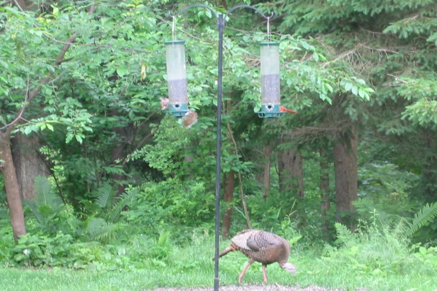 ../image/turkey at john and kathi's 2.jpg